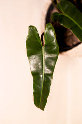 Philodendron billitiae x atabapoense